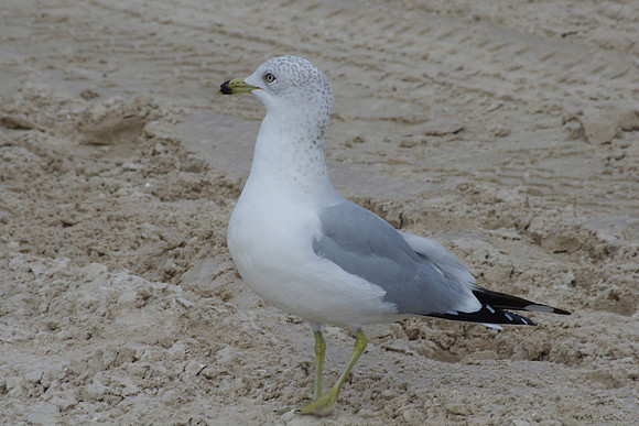 610-IMGP3687